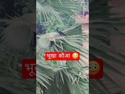 भूखा कौआ #trending #funny #youtubeshorts #comedy #shorts #shortsfeed #gaonkasuperstarvlogs #short