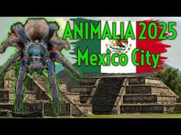 I Went To An EXOTIC PET EXPO in Mexico - Animialia CDMX 2025!