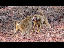 Once In A Lifetime Wildlife Encounters Caught On Camera!