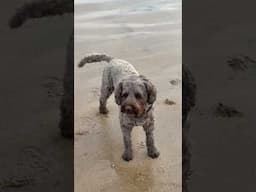 Watsons adventures in Scotland - Gullane Beach #dogwalk