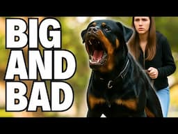 Most Feared Guard Dogs – Ranked by Experts