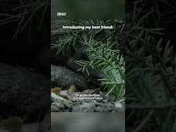 Introducing my best friend #funny #funnymemes #wildlife
