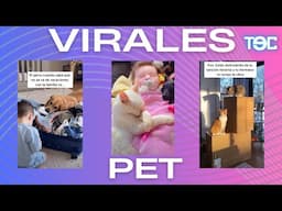 VIRALES PET JUNIO: Perrito sorprende haciendo malabares, Gatito fiel y más.