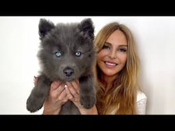 I GOT ANOTHER BLUE WOLF!
