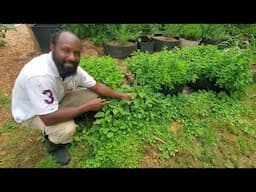 Callaloo Q&A: Why Are My Seedlings Small and Yellowish?