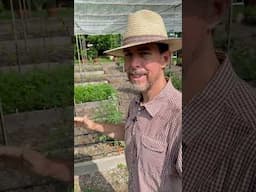 Gardening In Texas Heat With Shade Cloth