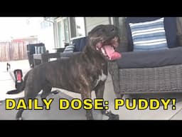 EPIC Morning Routine of a Staffordshire Bull Terrier 🐾 | Daily Dose of Puddy #7