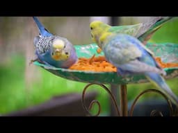 1 Hour of Alluring Budgie Melodies in the Great Outdoors