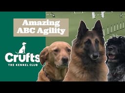 The Cutest Agility You'll Ever See 😍