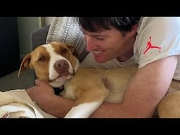 Rescue dog steals woman's boyfriend