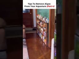 Stop Aquarium Algae from Growing