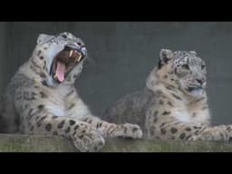 Inside The Big Cat Sanctuary Breeding Over 200 Apex Predators
