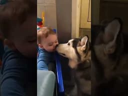 I Trusted My HUSKY to Watch the Baby and Here's What Happened