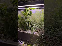 Growing Giant Hydroponic Herbs