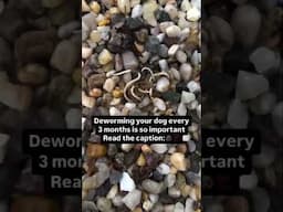 This is why it’s so important to deworm your dogs‼️