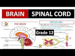 THE BRAIN AND SPINAL CORD, MADE EASY  QUESTIONS AND ANSWERS 12 LIFE SCIENCES, 2025 [THUNDEREDUC]