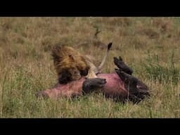 Male Lion Takes Down Hippo in 4x Slow Motion
