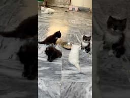Very cute lovely persian kitten triple coated
