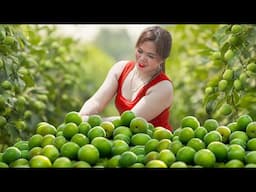 Harvesting Green Apple & Goes to Market Sell | Green Apples Are Full - Picking is Fun