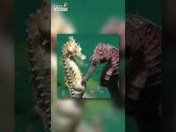 Male Sea Horses Are the Real Moms!