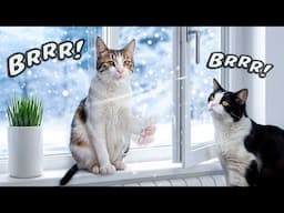Do Cats Really Get Goosebumps? Frosty Paw Reactions Explained!