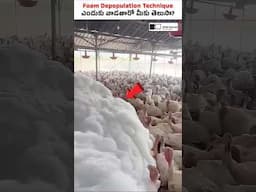 Poultry Farmలో Foam ఎందుకు వాడతారు? 😲🐣#shorts #poultryfarming #sirishakandula