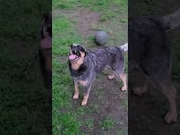 Storm Master Cuteness Took A Minute To Load 😂 #blueheeler #australiancattledog #dogcuteness