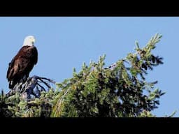 EAGLES PERSPECTIVE