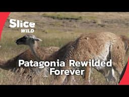 Patagonia: The Return of the Wild | SLICE WILD | FULL DOC