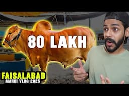 FAISALABAD MANDI VLOG 2025 - 80 LAKH KI COW 😱😱😱