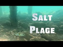 Swimming at Salt Plage Caribbean Fish in St. Kitts