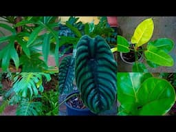 5 Belíssimas Plantas De Folhagens Gigantes