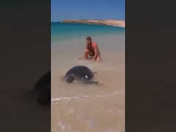What To Do If You See A Turtle Stuck On Its Back