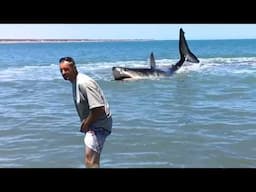 11 Mins That'll Change How You See Great White Sharks