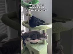 My Cats Are The Neighborhood Watch