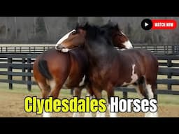 Why Clydesdales Are So Massive –Horse Breeding Process Revealed!