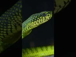 RARE Tropical Pit Viper Found During Night Hunt!