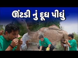 ઉંટડી નુ દુધ પીધું । Khajur Bhai VLOGS | Jigli and Khajur | Camel 🐪 | Nitin Jani | New Vlog | Khajur