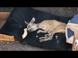 Left At A Station, Too Weak To Stand - He Crawled To Lick Scraps, Shivering In Silent Tears...