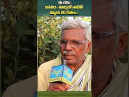 Sundari Apple Ber Farming #ToneAgri #AppleBer #SundariBerFarming #FruitFarming #BerCultivation