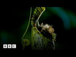 Watch a bat's unusual encounter with a carnivorous plant | BBC Global