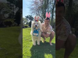Easter egg hunt for our dog 🐶🐰🌸 #easter #easteregghunt #dog #samoyed #dogparents