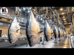 How Fishermen Catch and Farm Giant Tuna | Shocking Tuna Processing of 5 Million Tons a Year
