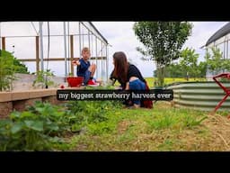 My BIGGEST strawberry harvest yet (Red all the way through) | VLOG