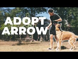 This Fully OFF LEASH TRAINED Dog is Available for Adoption!