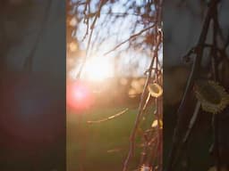 Spring in the French countryside — A visual poem #Shorts