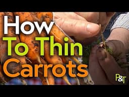 How to Thin Carrot Seedlings - Pots & Trowels