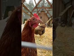 A little springtime Chicken run ASMR