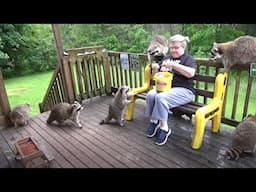 Raccoons back after thunder storm