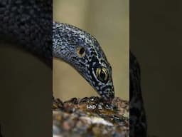 This Skink is secretly a Bee?🦎🐝 #Brazil #AnimalFacts #Wildlife #Skink #Bees